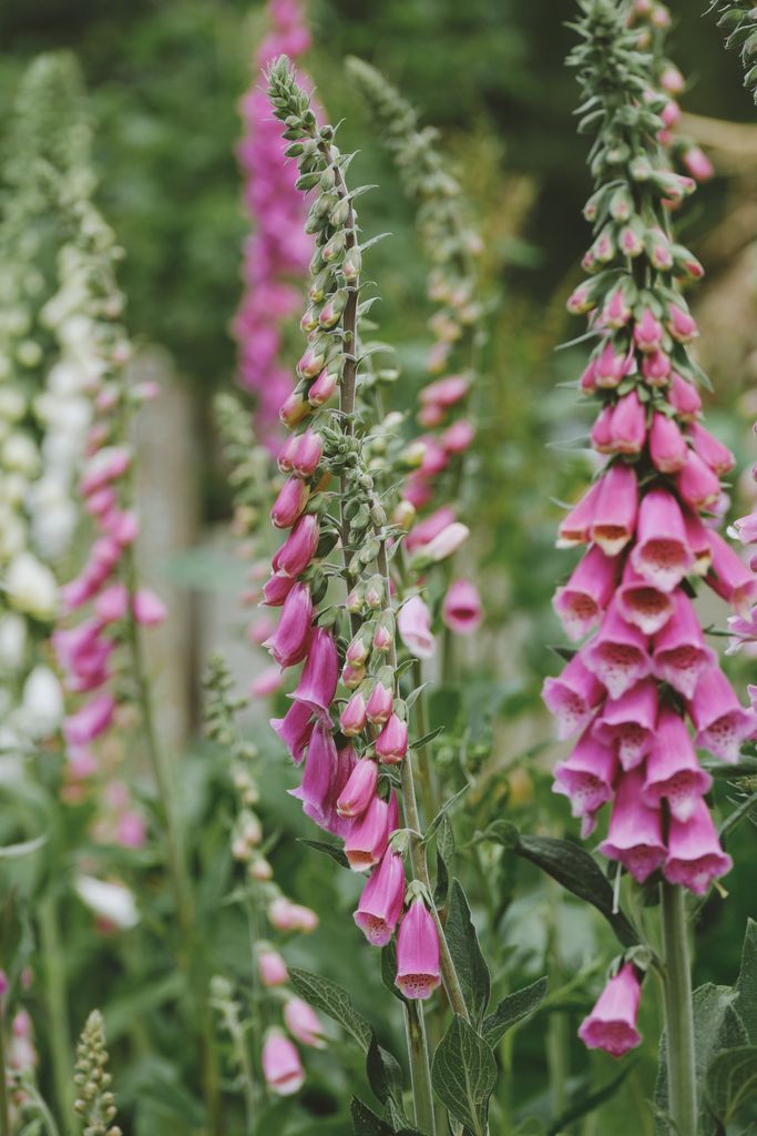 Close-up of vibrant pink foxglove flowers blooming in a lush garden during summer.