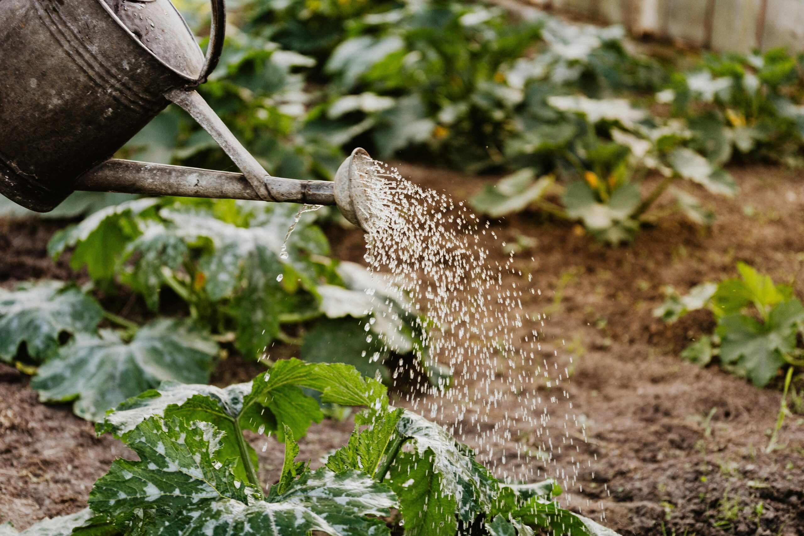 What My First Garden Taught Me