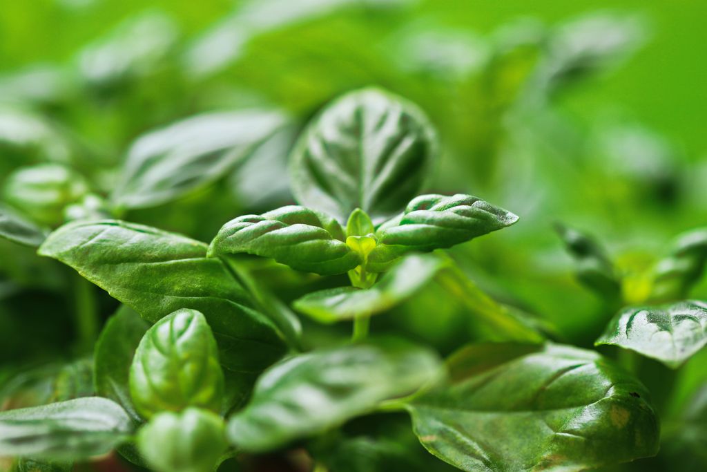 Vibrant green basil leaves with selective focus, showcasing natural beauty in a garden setting.